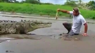 Подразнил крокодила - смотреть видео (1:14)