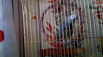 Разговорчивый попугай Гоша-формула - смотреть видео (1:46)