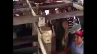 Меткий выстрел от коровы - смотреть видео (0:32)