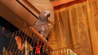 Попугай мяучит - смотреть видео (0:23)