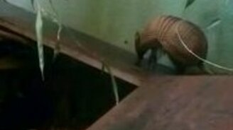 Пробуксовка броненосца - смотреть видео (0:24)