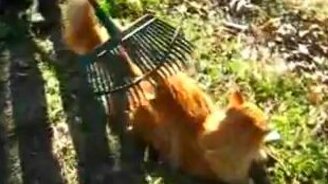 Массаж граблями - смотреть видео (1:41)