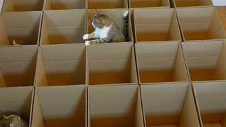 Картонный рай для кошек - смотреть видео (2:56)