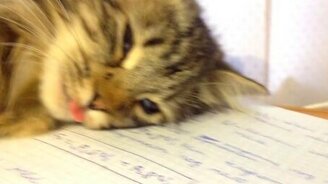 Кошка спит, будто бы сдохла - смотреть видео (0:22)