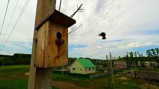 Скворец подлетает к гнезду - смотреть видео (0:11)