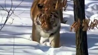 Величественный амурский тигр - смотреть видео (3:55)