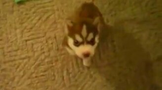 Дрессированный щенок - смотреть видео (0:09)