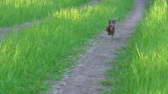 Досадный лай таксы - смотреть видео (1:41)