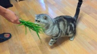 Кошка-корова - смотреть видео (1:02)