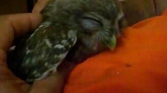 Совушка в балдёже - смотреть видео (4:22)