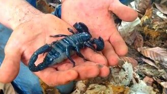 Самый крупный скорпион - смотреть видео (0:43)