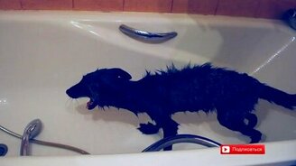 Купание лисички в ванной - смотреть видео (4:46)