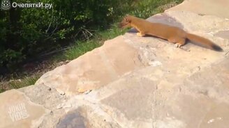 Мама ласка помогает трусливому малышу - смотреть видео (0:39)