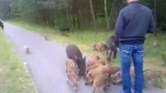 Полуручные кабаны - смотреть видео (1:01)