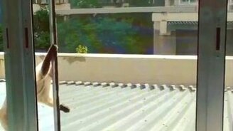 Умненький котейка - смотреть видео (0:15)