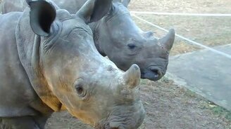 Звуки малышей носорога - смотреть видео (0:40)