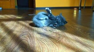 Котёнок в испуге - смотреть видео (0:19)