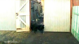 Кто во дворе хозяин? - смотреть видео (0:12)