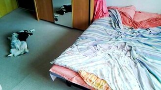 Как корги ожидает свою хозяйку дома - смотреть видео (3:09)