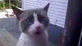 Домой-то пустите! - смотреть видео (0:40)