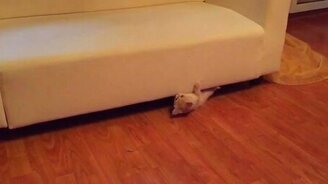 Кот придумал новый способ передвижения - смотреть видео (0:12)