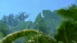 Семяизвержение огурца - смотреть видео (0:42)