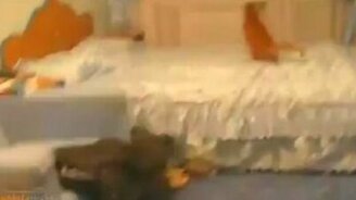 Кот не выносит Бибера - смотреть видео (0:09)