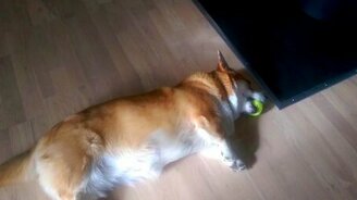 Что-то не то с корги... - смотреть видео (0:19)