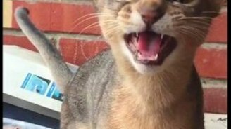 Котик в замедленной съёмке - смотреть видео (0:35)