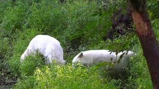 Три волка против медведя - смотреть видео (3:20)