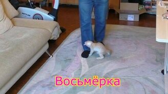 Цирк Бусялей - новая программа - смотреть видео (3:15)