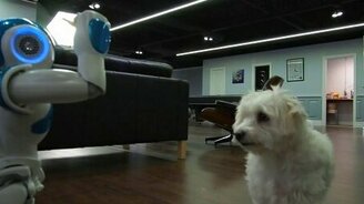 Робот кормит собаку - смотреть видео (1:14)