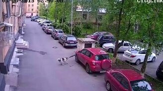 Собака грызёт машину - смотреть видео (1:50)