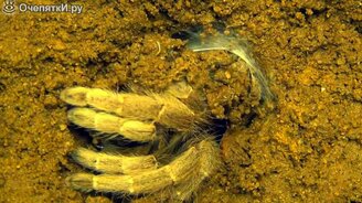 Дверь в паучью нору - смотреть видео (7:37)