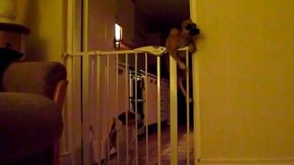 Большой побег маленького пса - смотреть видео (0:55)