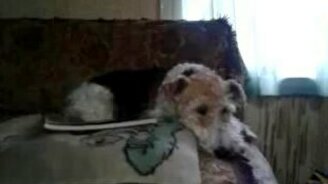 Собака против будильника - смотреть видео (1:02)