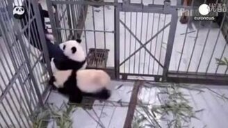 Первое заточение панд - смотреть видео (1:06)