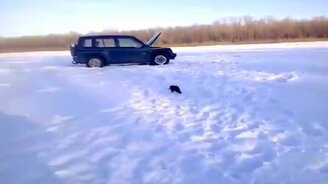 Норка таскает чужую рыбу - смотреть видео (0:35)