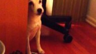 Очень стыдливая собака - смотреть видео (1:10)