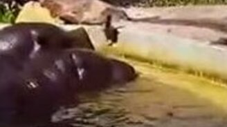 Бегемоты помогают утёнку - смотреть видео (2:03)