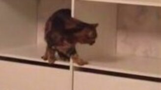 Я хочу на другую полку! - смотреть видео (0:20)