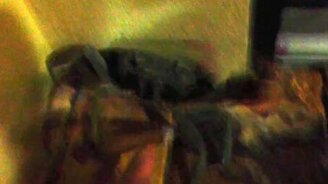 Краб присвоил сигару - смотреть видео (0:47)