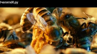 Как изменится мир, если исчезнут пчёлы? - смотреть видео (6:21)