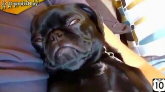 Весёлые и неожиданные звери - смотреть видео (2:47)