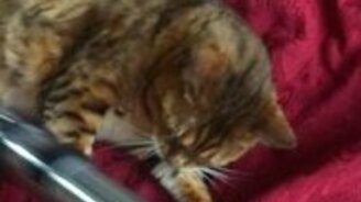 Поклонник пылесоса - смотреть видео (1:46)