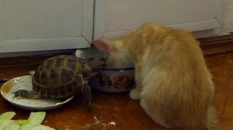 Котёнок и череПаша: реванш - смотреть видео (3:27)