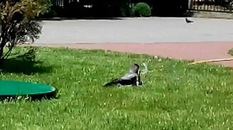 Ворона охлаждается в жару - смотреть видео (2:51)