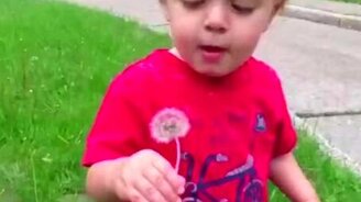 Дети пробуют на вкус одуванчик - смотреть видео (1:04)