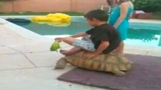 Покатай меня, большая черепаха - смотреть видео (0:48)