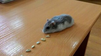 Что диета творит с людьми - смотреть видео (0:29)